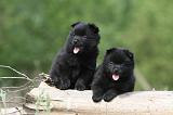 SCHIPPERKE 564